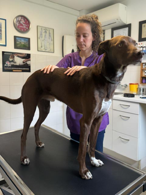 Un chien lors d’un soin vétérinaire